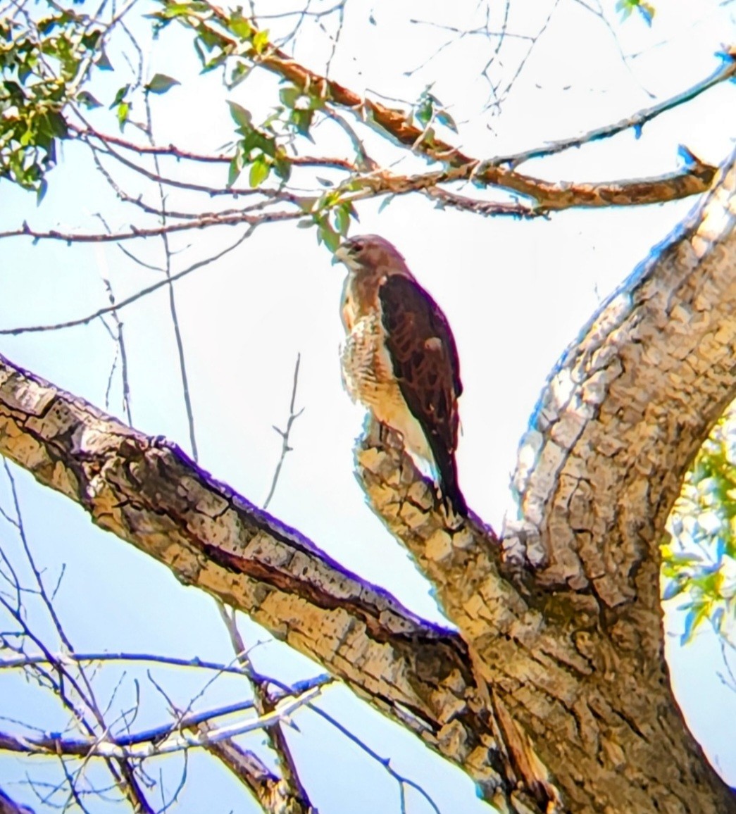 Swainson's Hawk - ML638765207