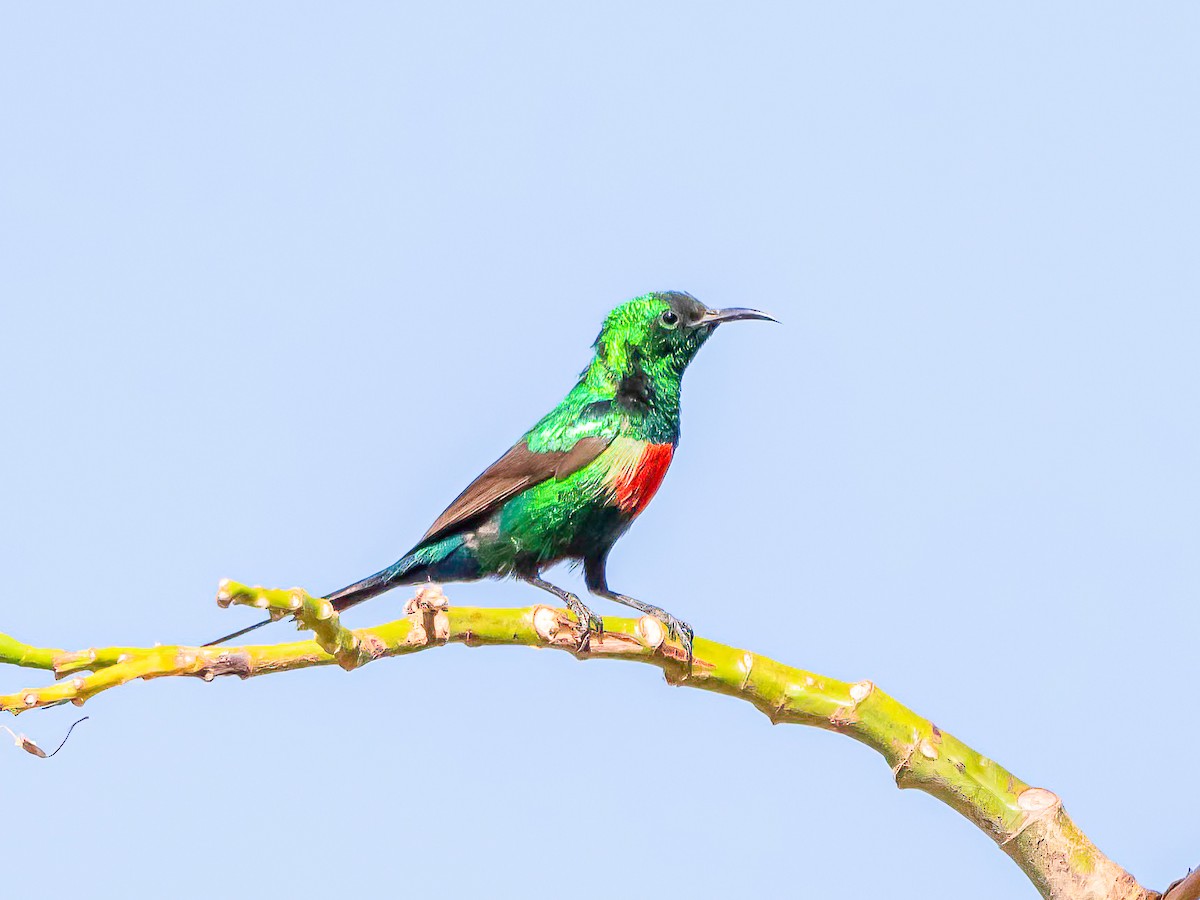 Beautiful Sunbird - ML638765208