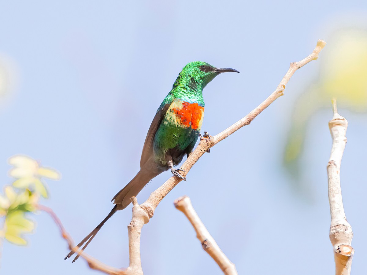 Beautiful Sunbird - ML638765212