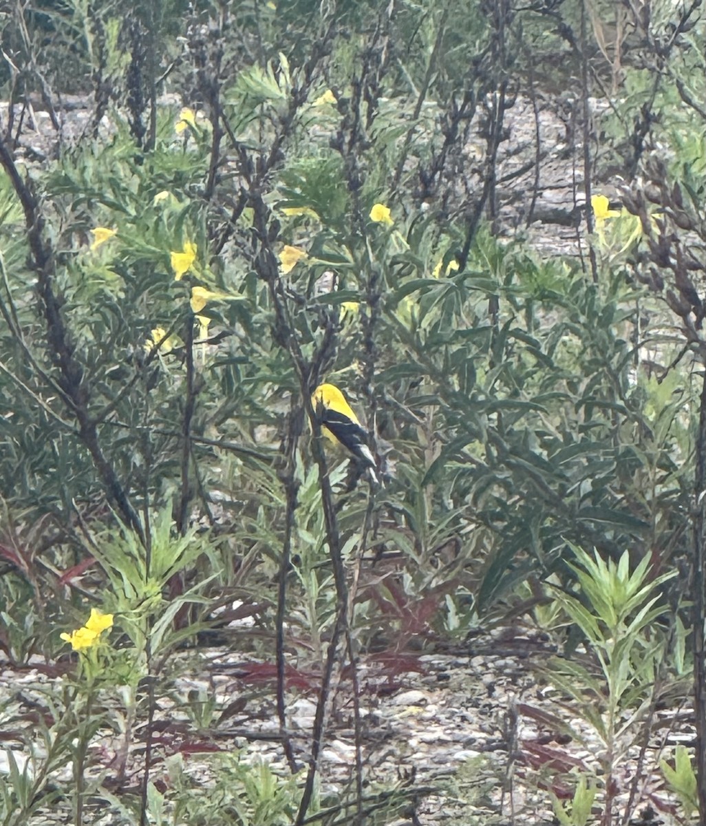 American Goldfinch - ML638765218