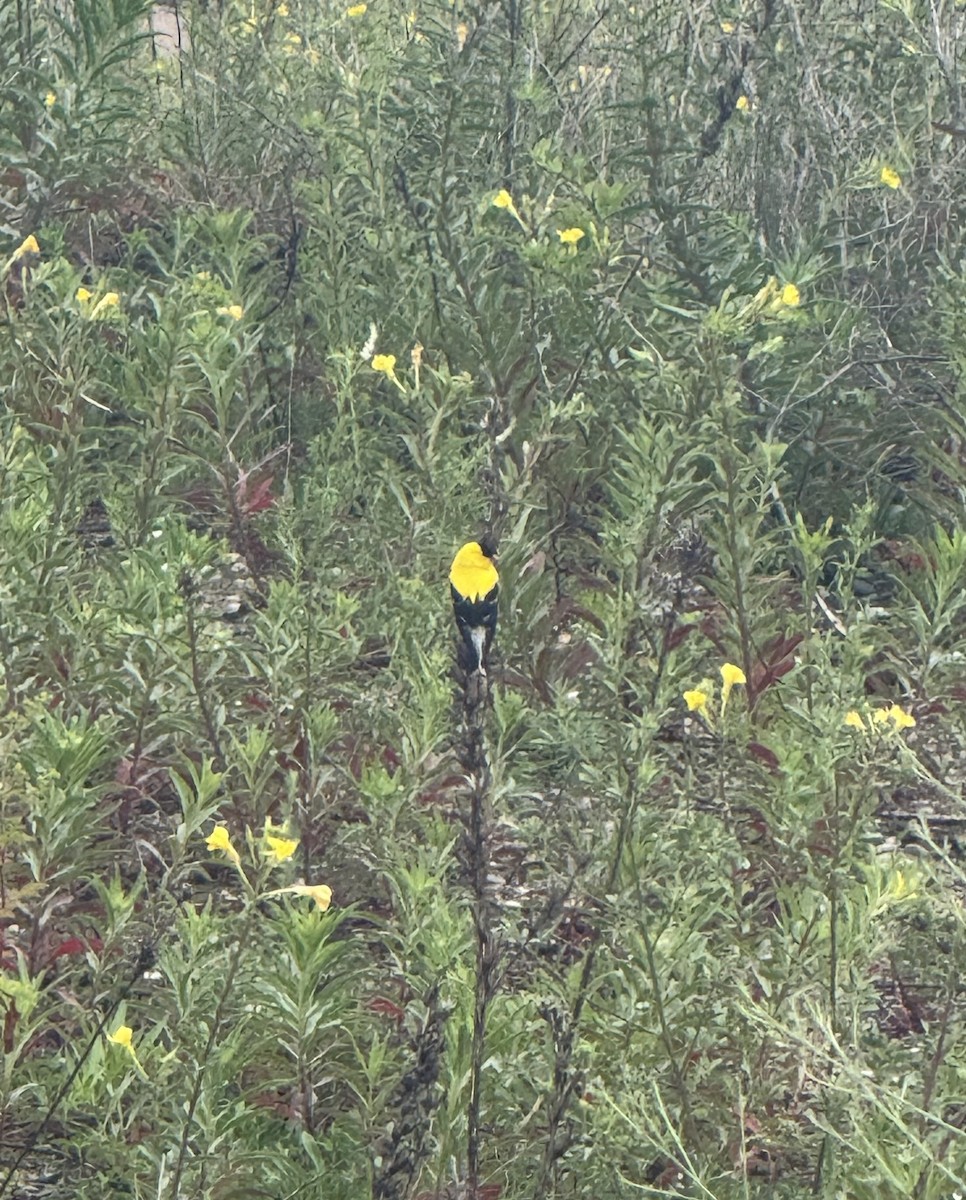 American Goldfinch - ML638765220