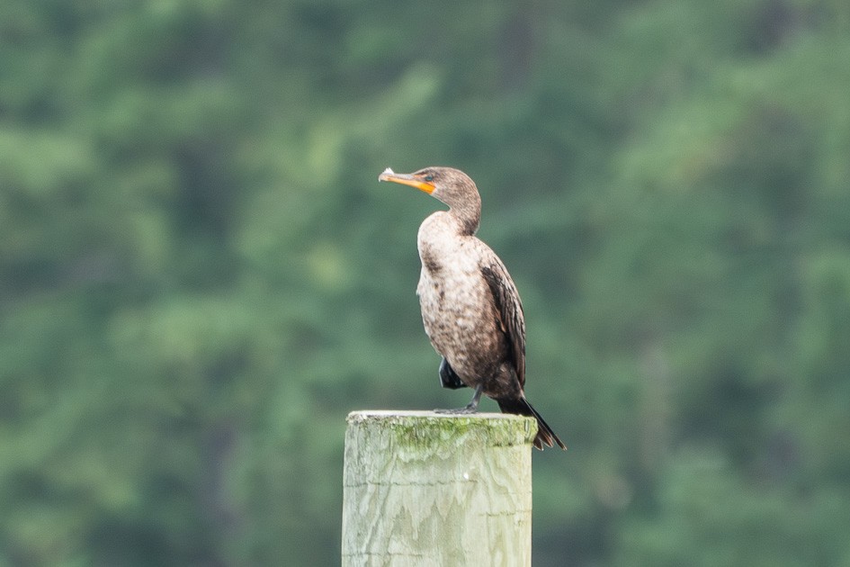 Double-crested Cormorant - ML638765222
