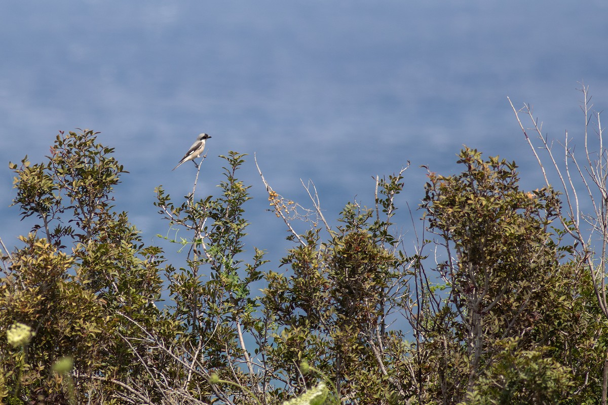 Lesser Gray Shrike - ML638765224