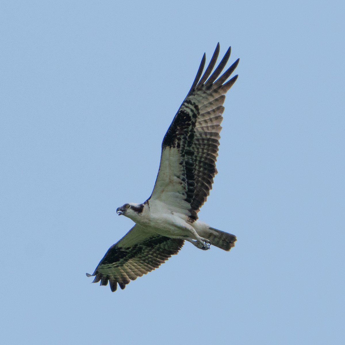 Osprey - ML638765226