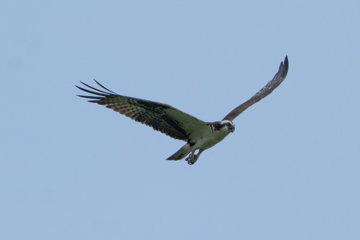 Osprey - ML638765227
