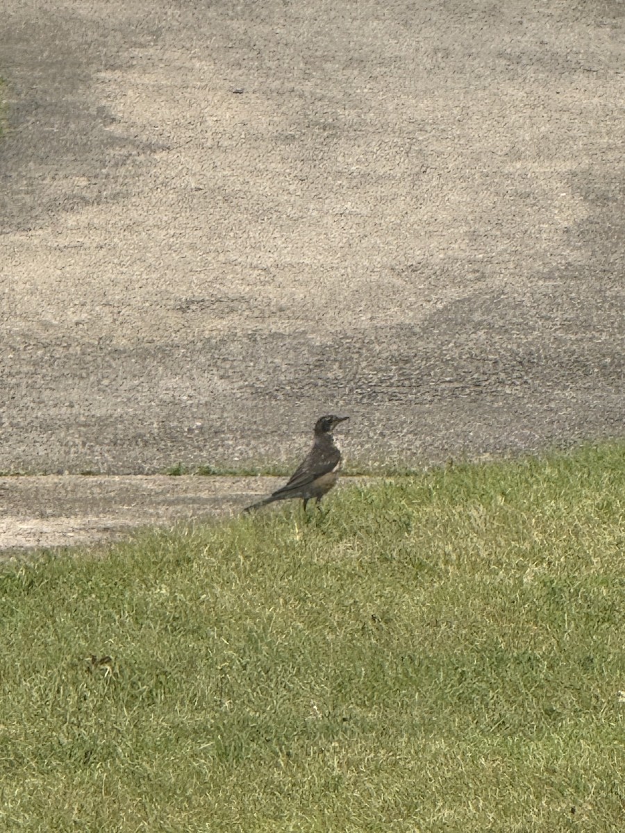 American Robin - ML638765228