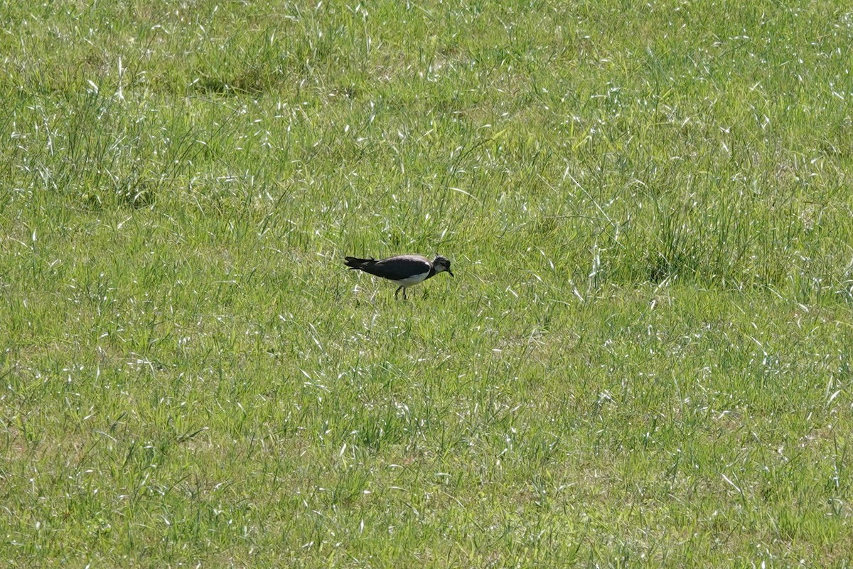 Northern Lapwing - ML638765229