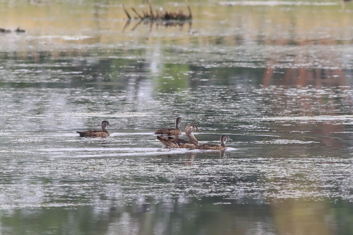 Wood Duck - ML638765231