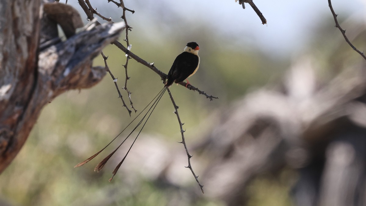 Shaft-tailed Whydah - ML638765235