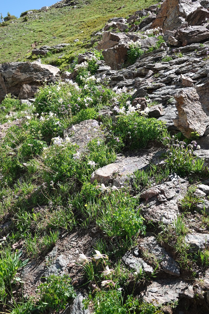 null - ML638765259