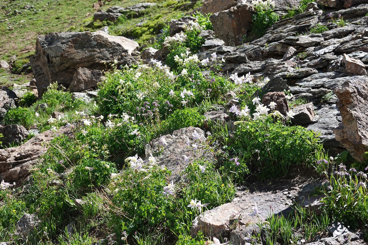 null - ML638765260
