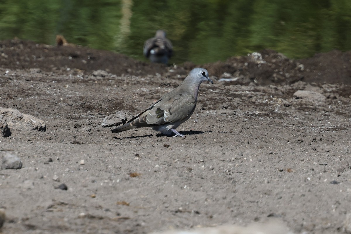 Emerald-spotted Wood-Dove - ML638765283