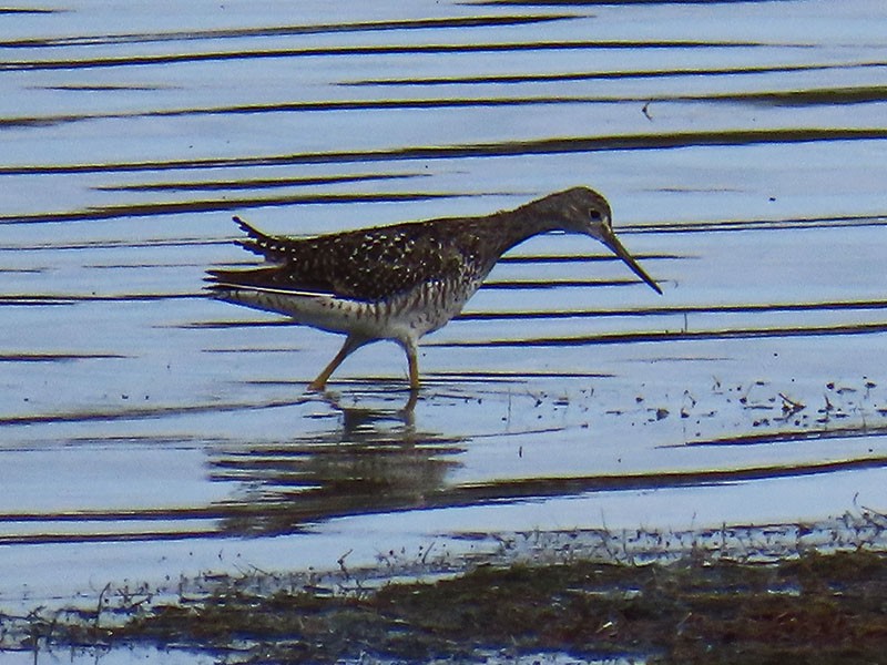 Greater Yellowlegs - ML638765284