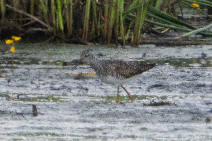 Lesser Yellowlegs - ML638765285