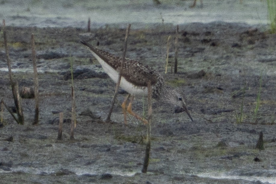 Lesser Yellowlegs - ML638765286