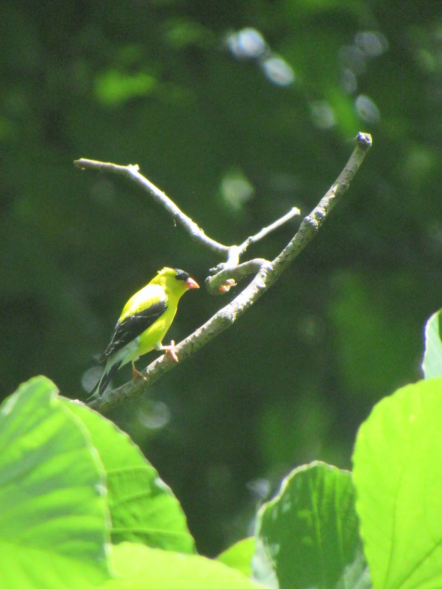 American Goldfinch - ML638765289
