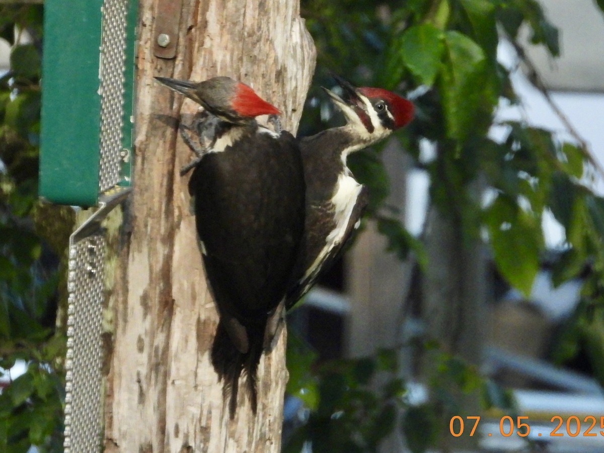 Pileated Woodpecker - ML638765291