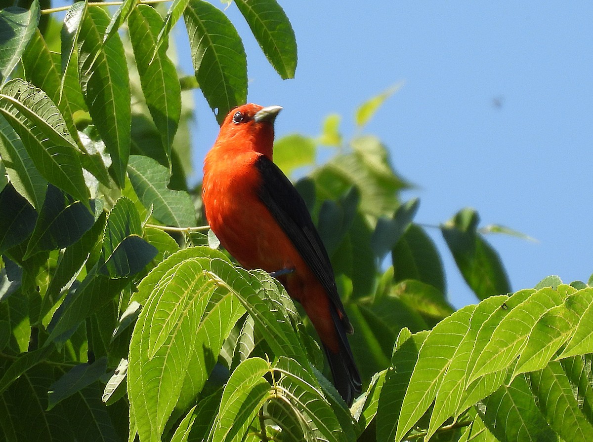 Scarlet Tanager - ML638765295
