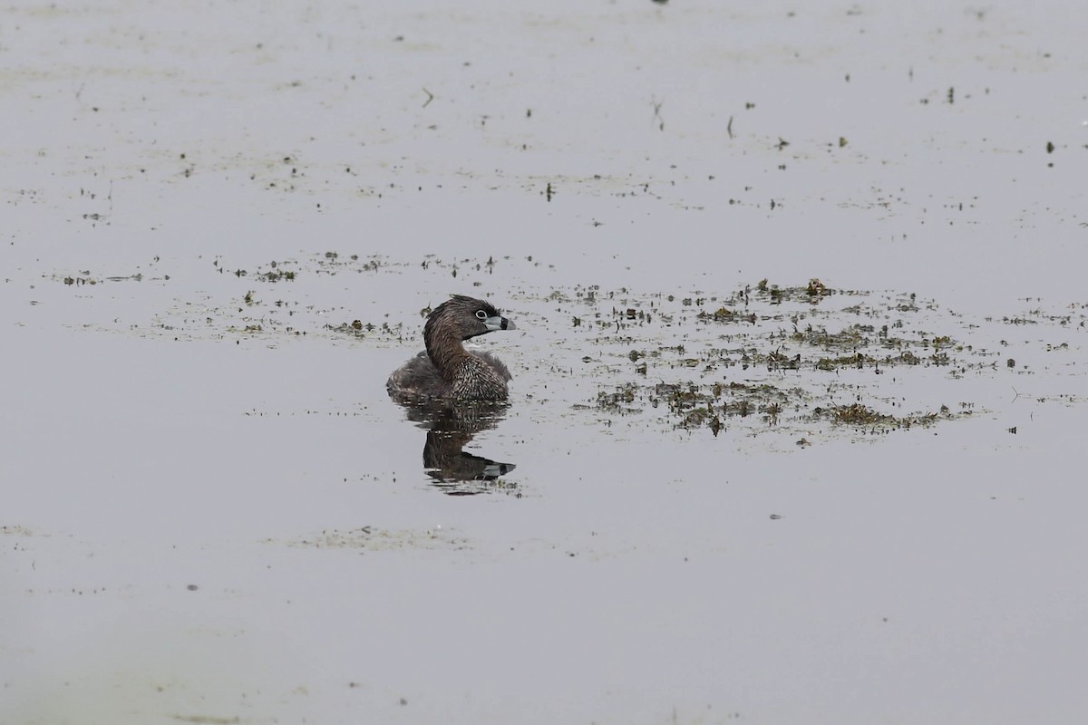 Pied-billed Grebe - ML638765297