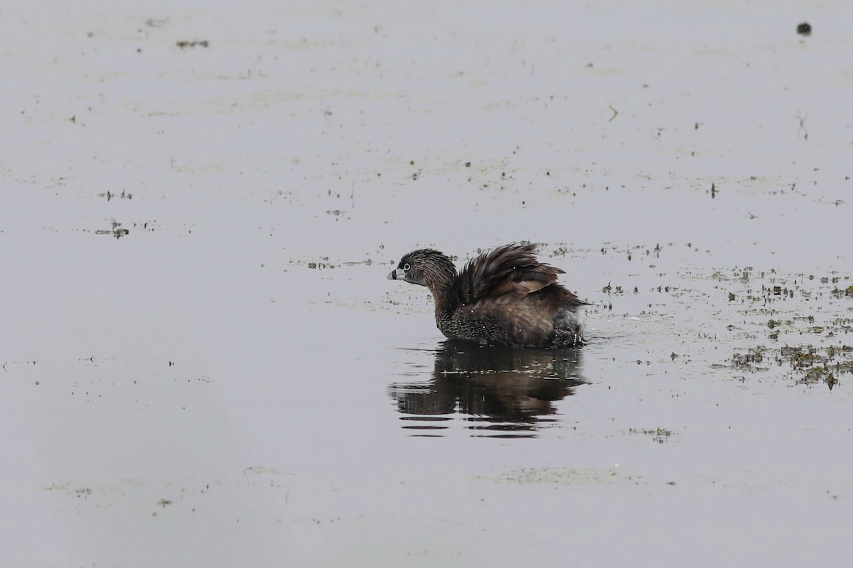 Pied-billed Grebe - ML638765298