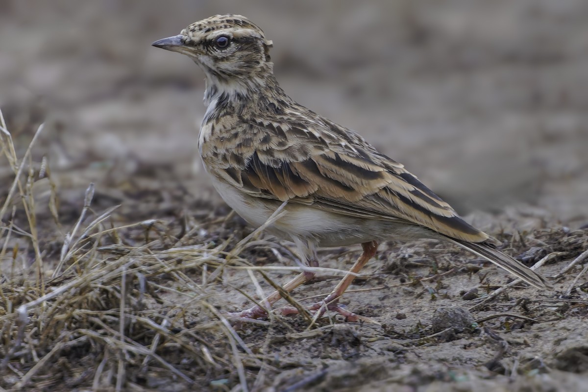 Sun Lark - ML638765299