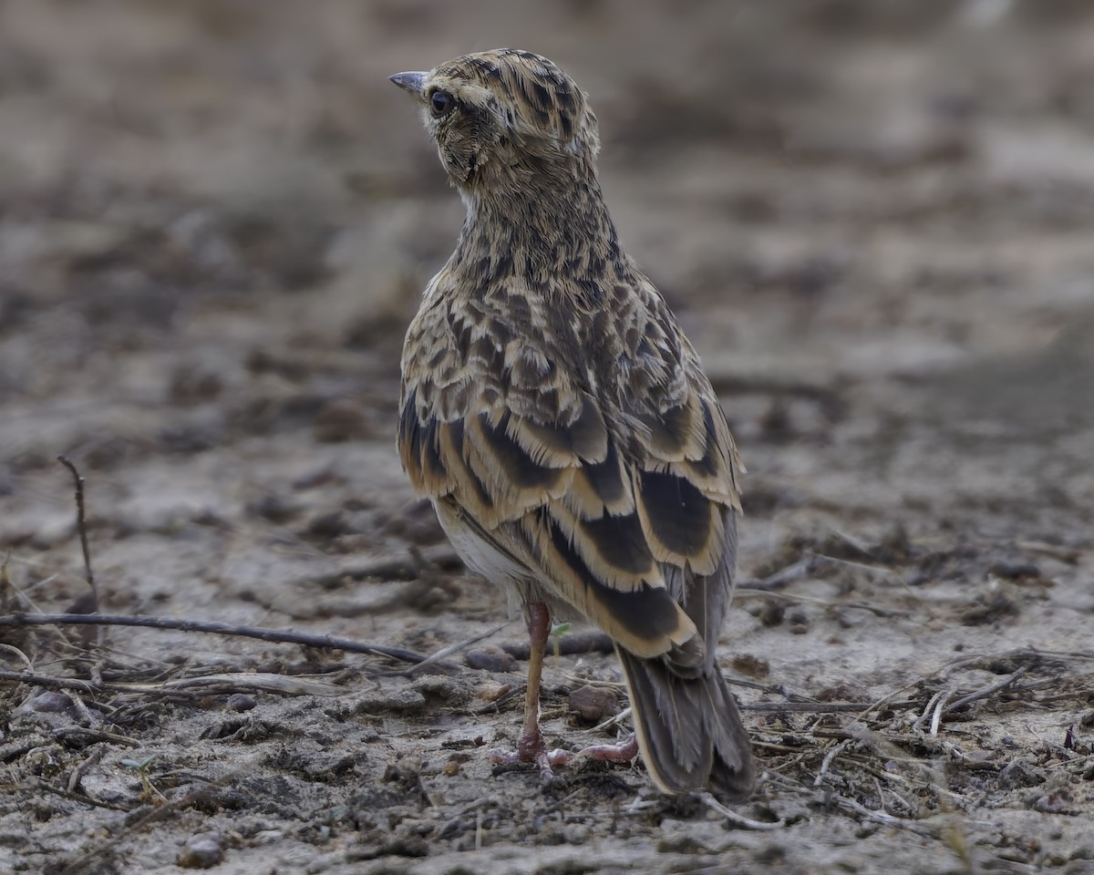 Sun Lark - ML638765300