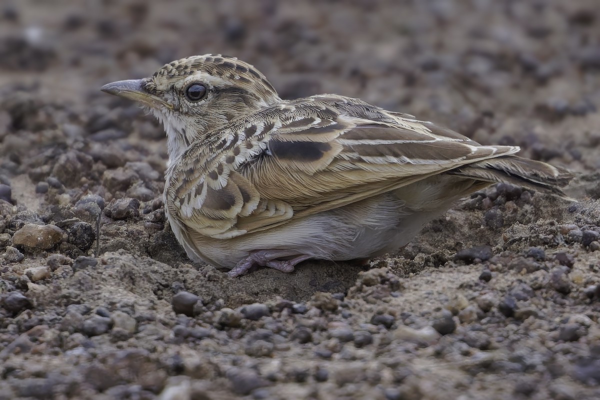 Sun Lark - ML638765302