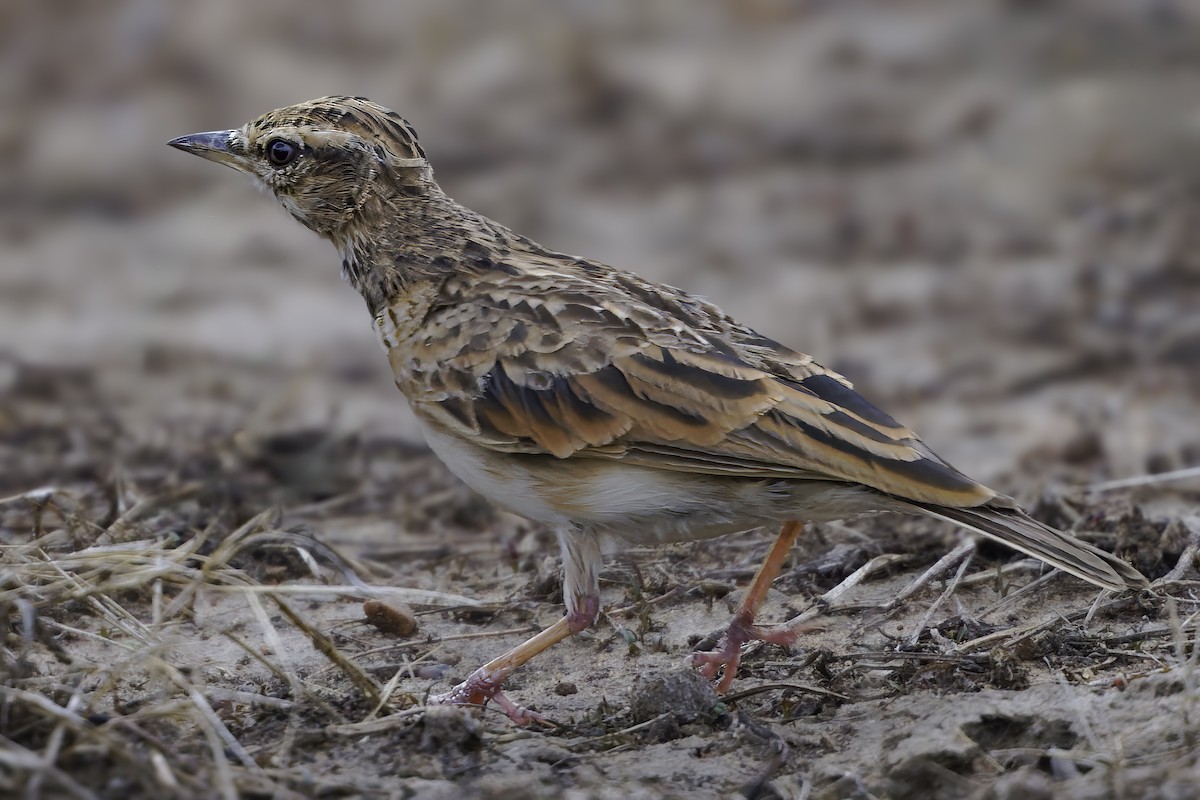 Sun Lark - ML638765306