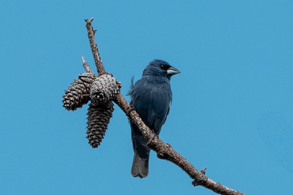 Blue Grosbeak - ML638765307