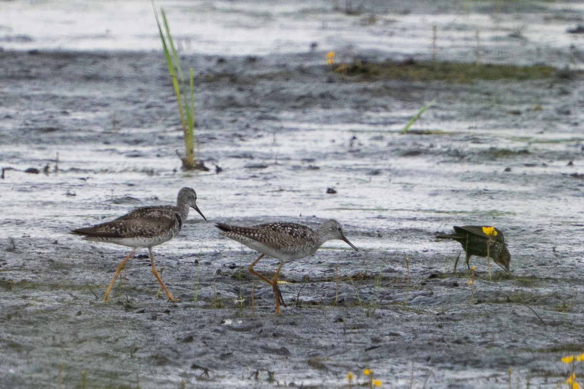 Lesser Yellowlegs - ML638765308