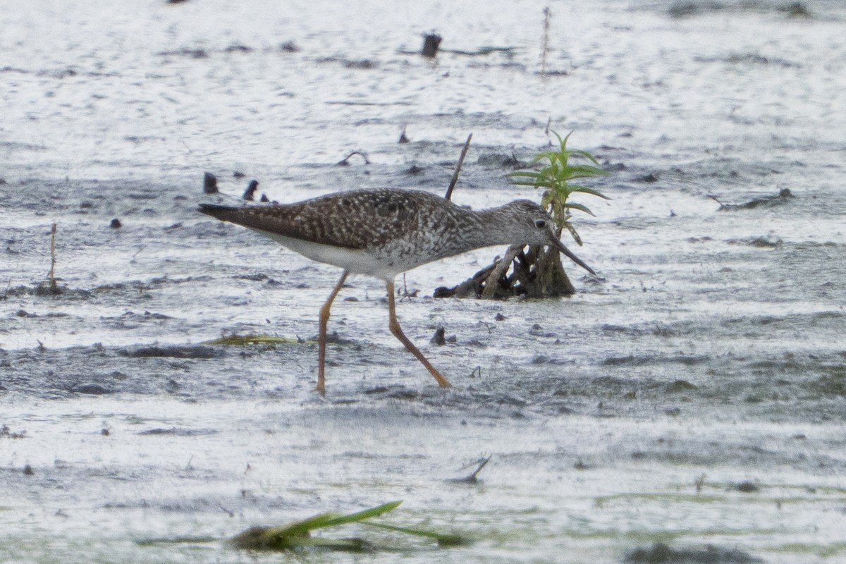 Lesser Yellowlegs - ML638765311