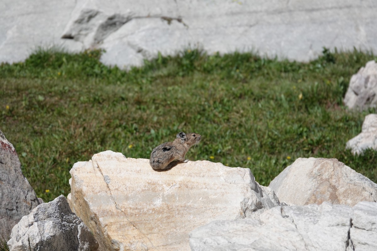 American Pika - ML638765317