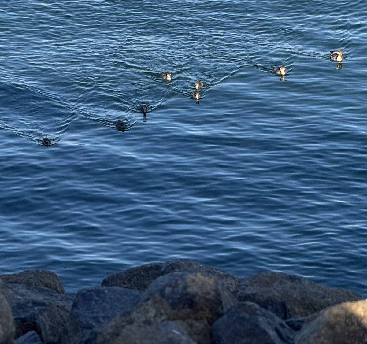 Common Merganser - ML638765320