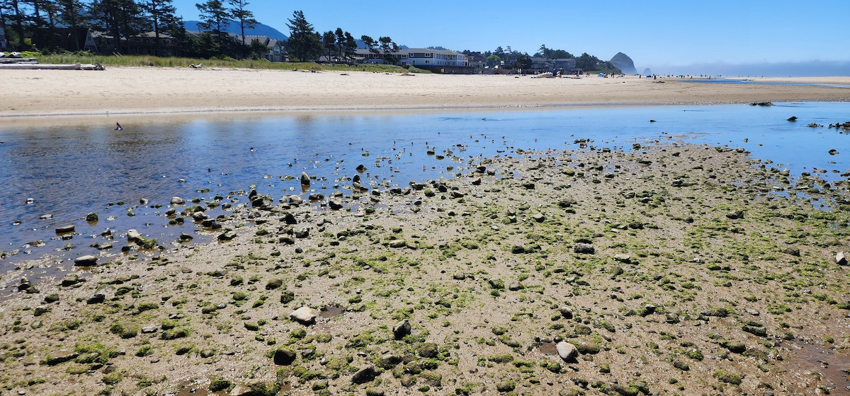 Least Sandpiper - ML638765323