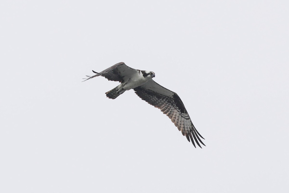 Águila Pescadora - ML638765338