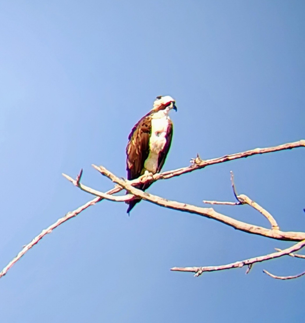 Águila Pescadora - ML638765340