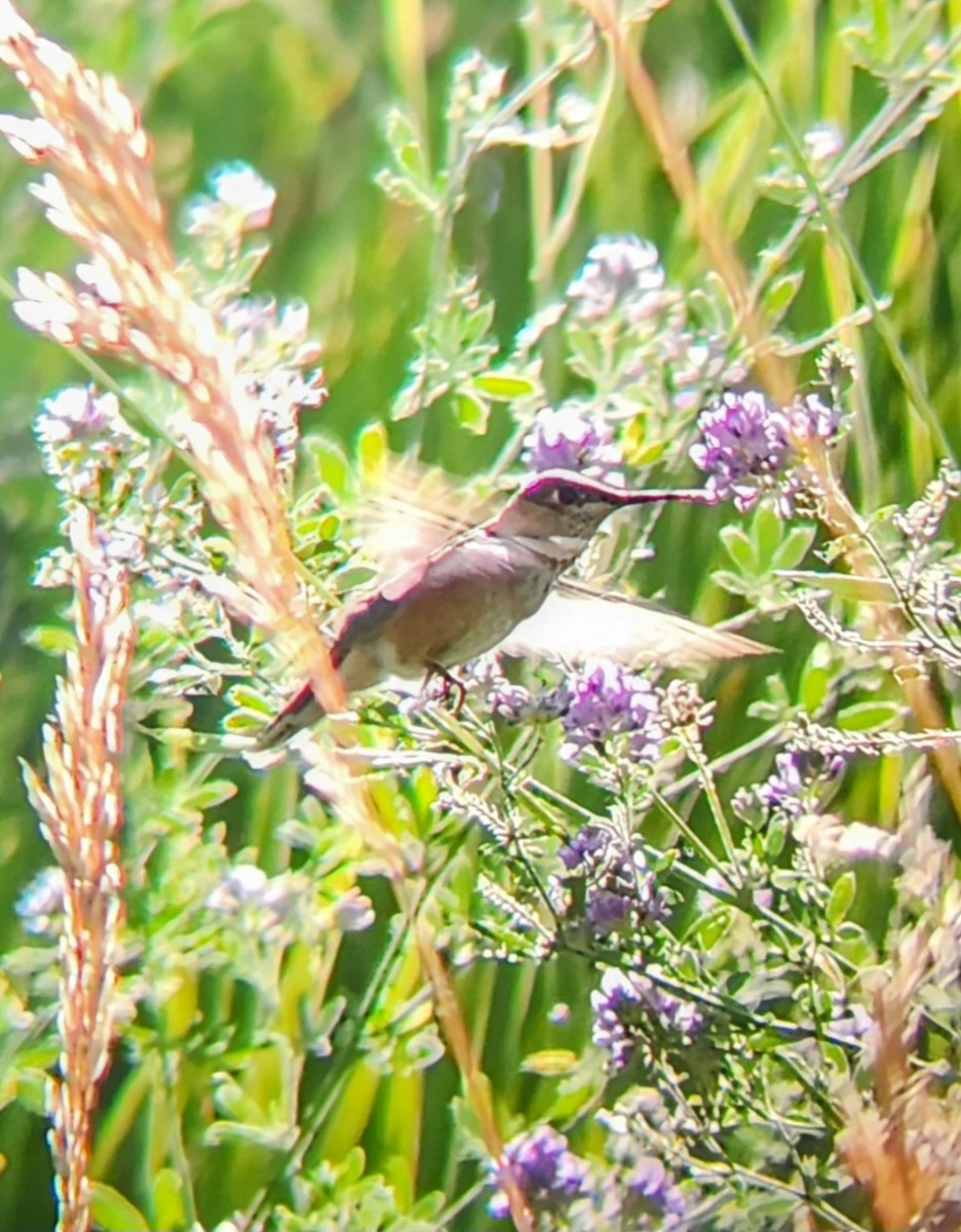 Colibrí Rufo - ML638765346