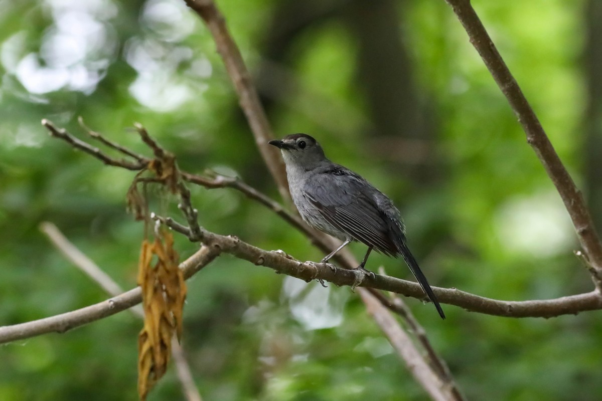 Pájaro Gato Gris - ML638765347