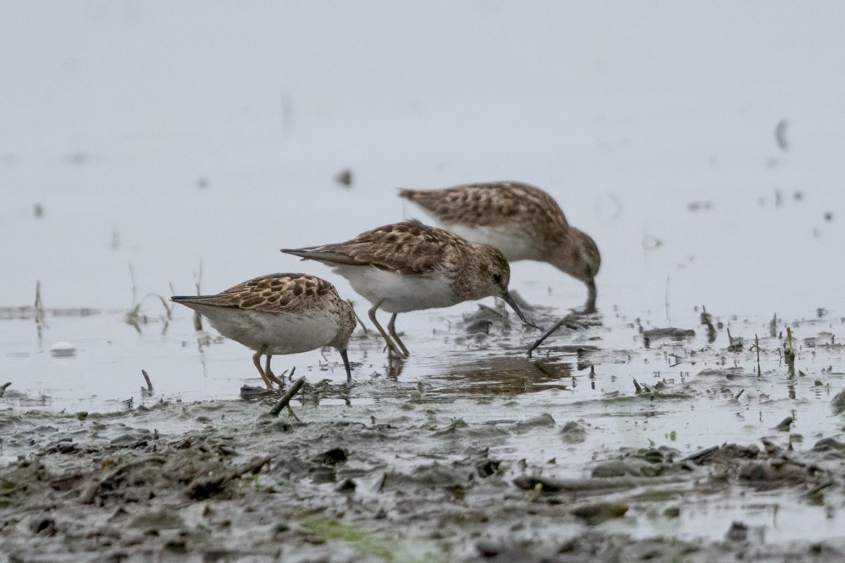 Least Sandpiper - ML638765425