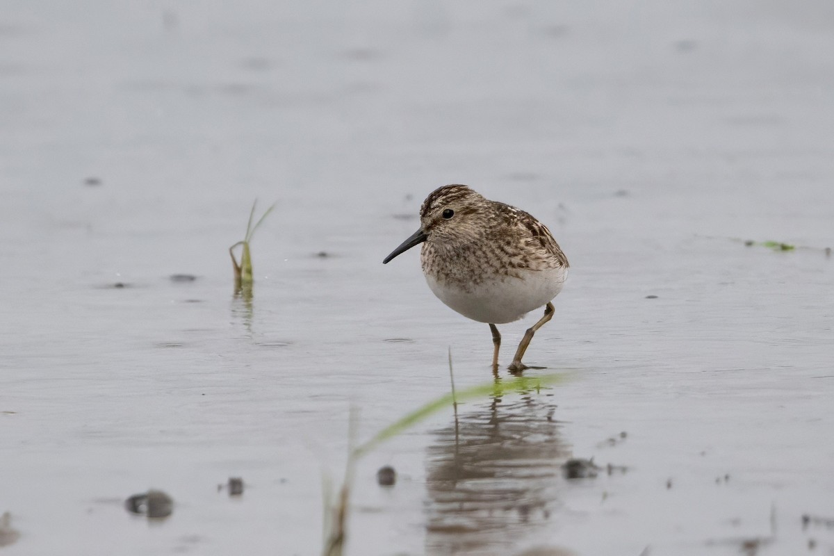 Least Sandpiper - ML638765432