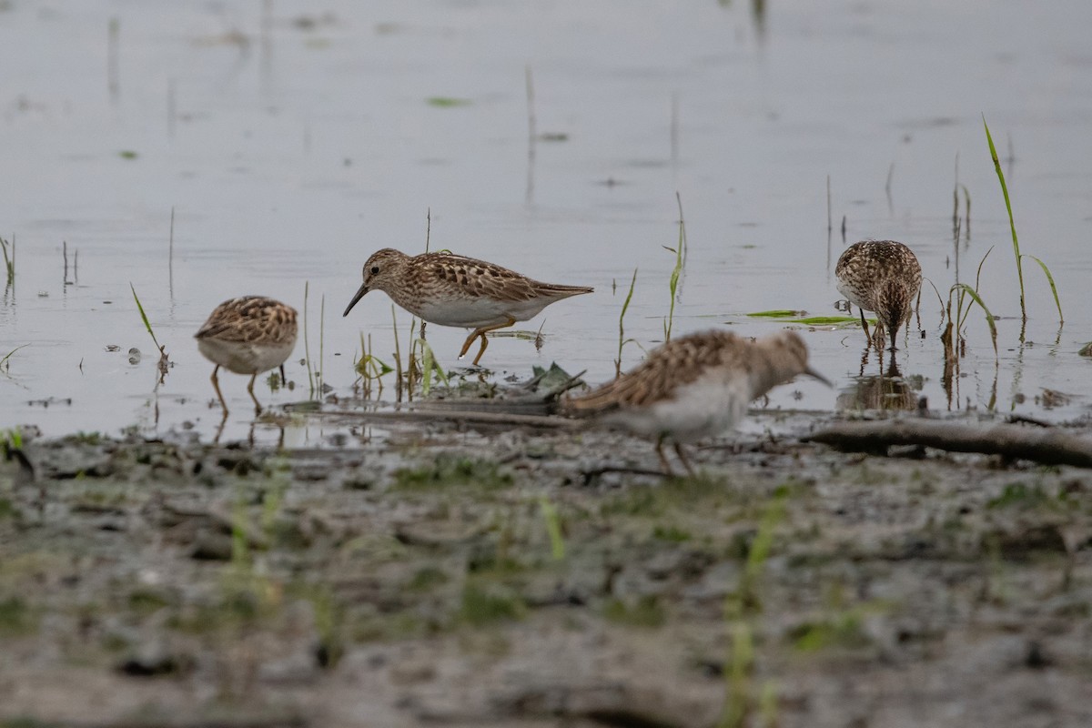 Least Sandpiper - ML638765433