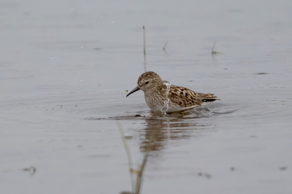 Least Sandpiper - ML638765436