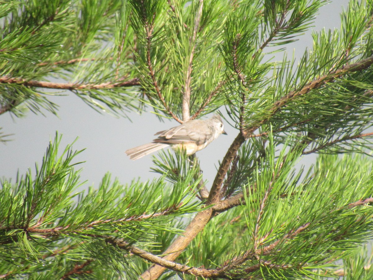 Tufted Titmouse - ML638765452