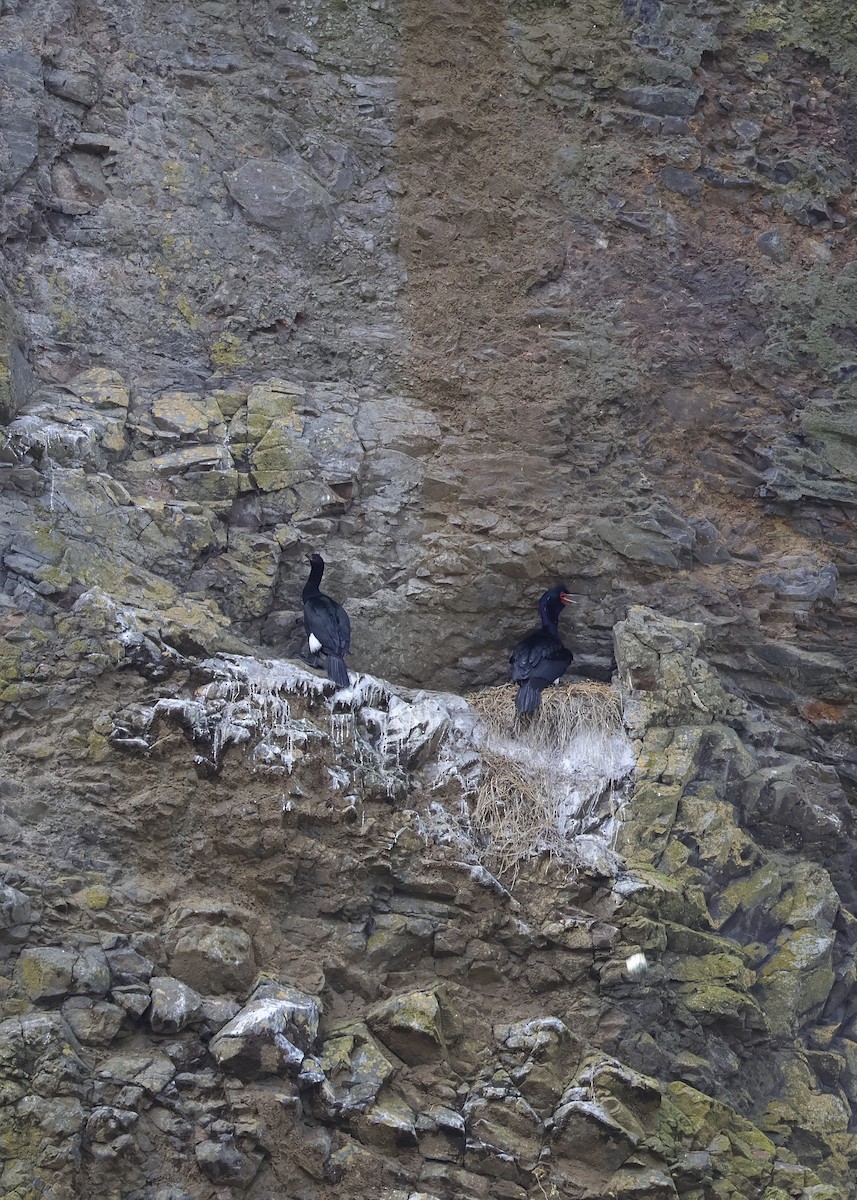 Pelagic Cormorant - ML638765454