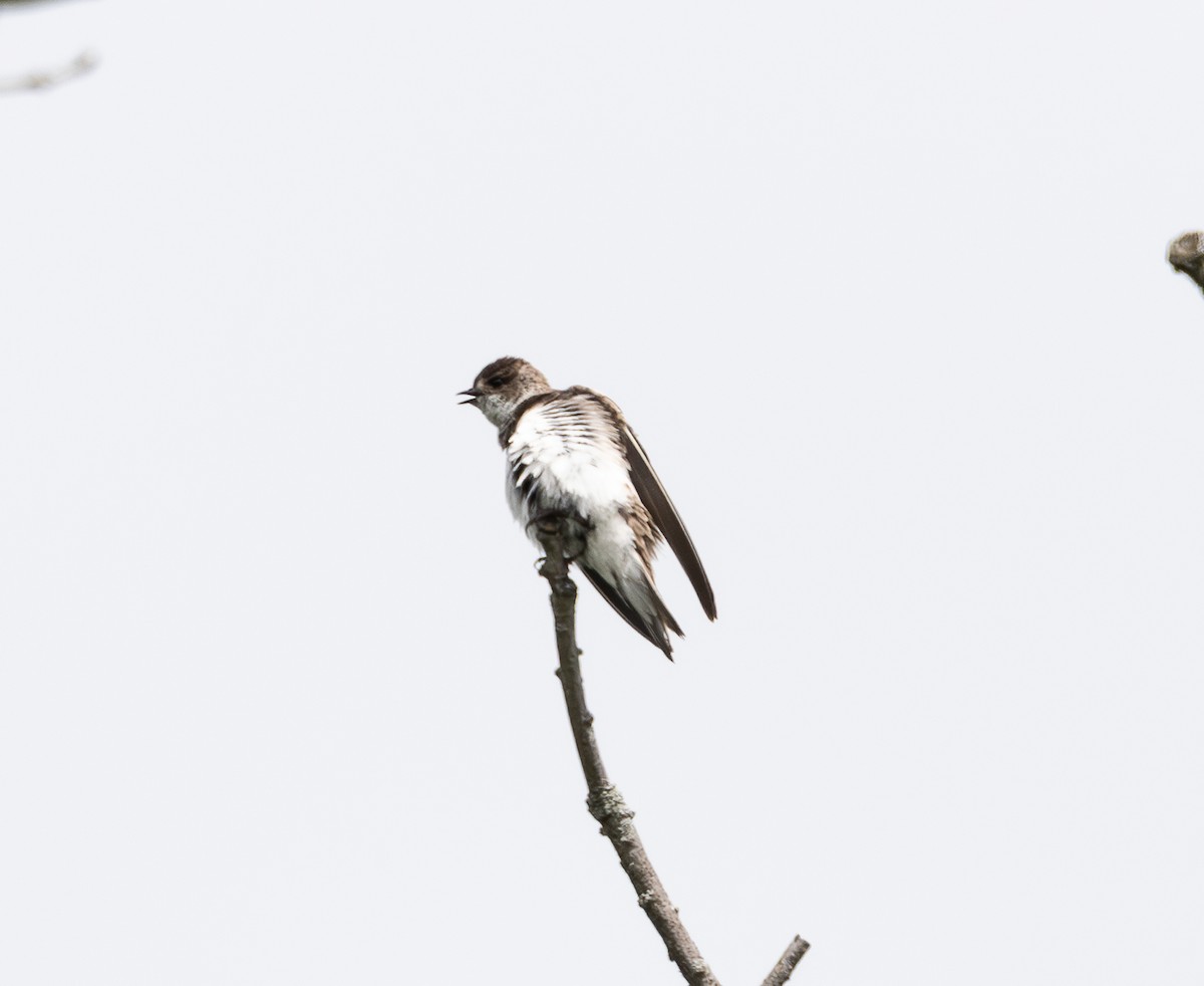 Bank Swallow - ML638765456