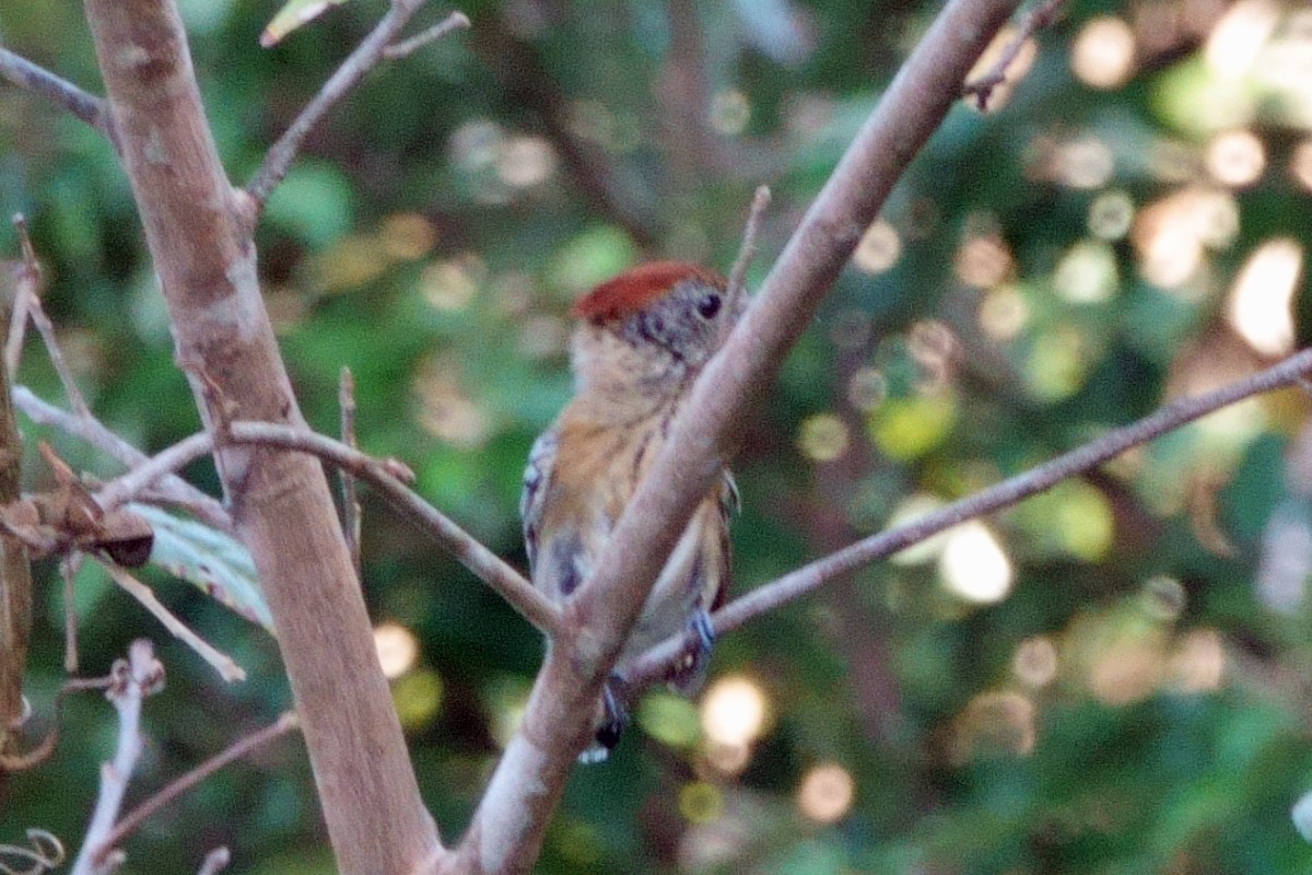 Black-crested Antshrike - ML638765459