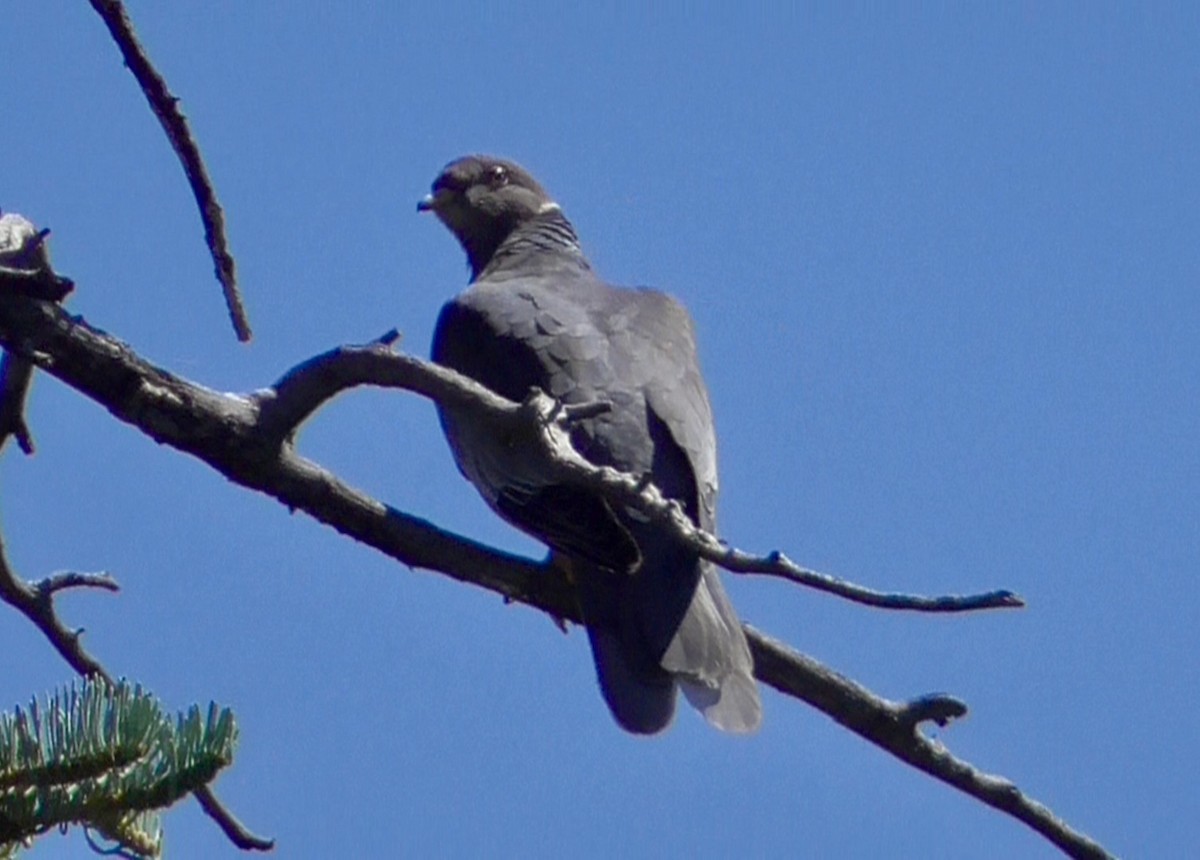 Band-tailed Pigeon - ML638765461