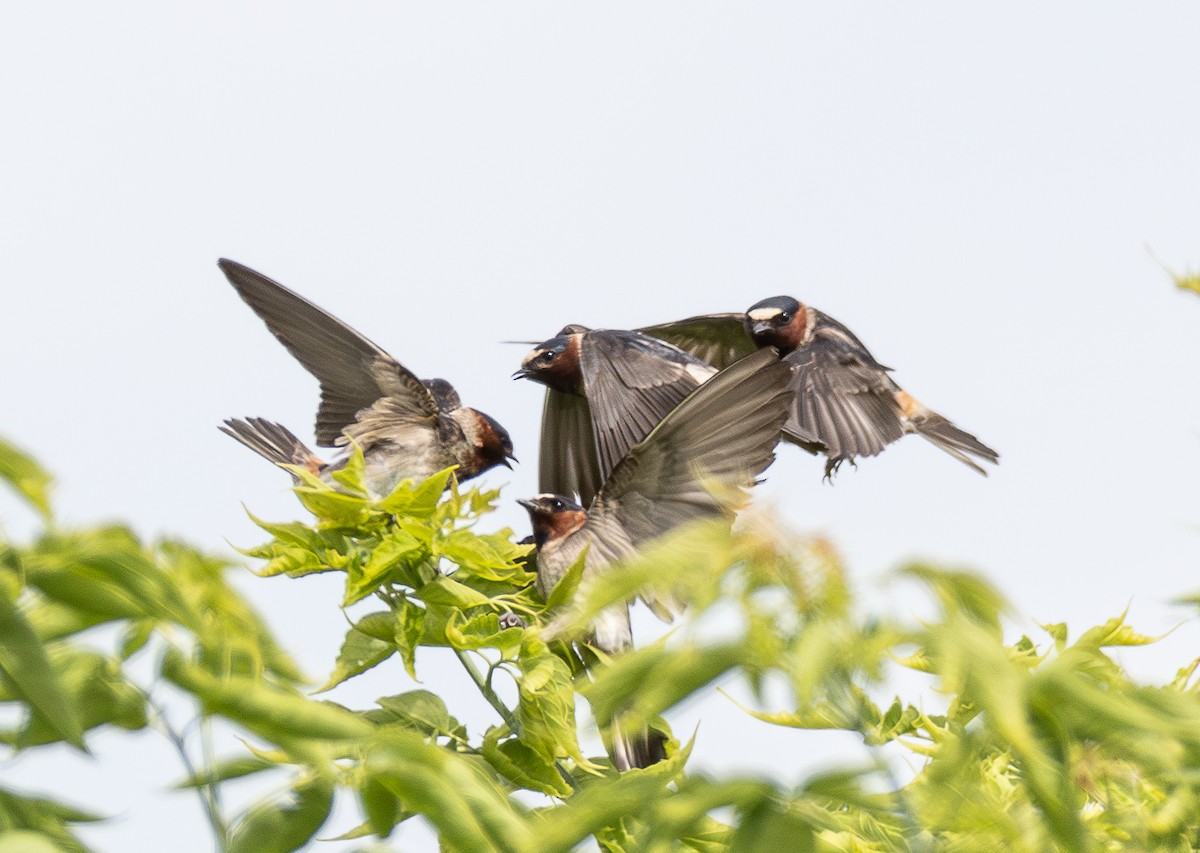 Cliff Swallow - ML638765469