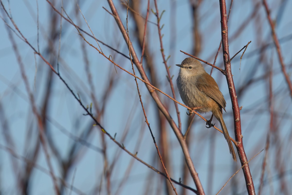 Namaqua Warbler - ML638765475
