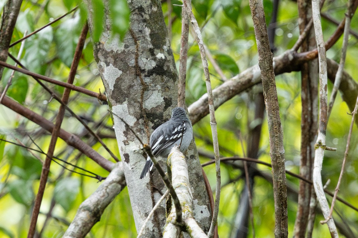 Amazonian Antshrike - ML638765478